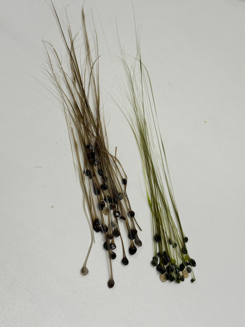 Fused Glass Academy 202 -  Intermediate Landscape - Design Elements